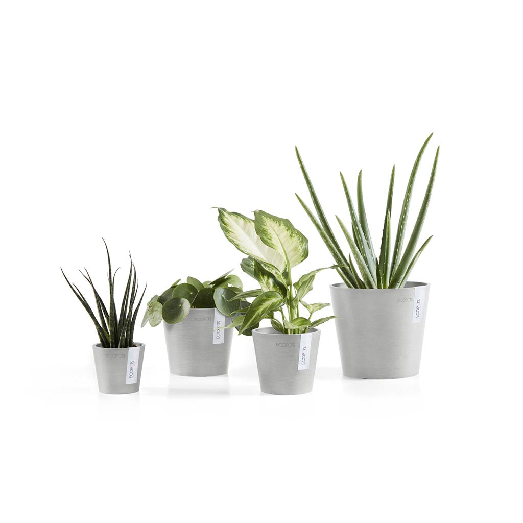 ECOPOTS Vaso Amsterdam Mini In Plastica Riciclata - Diametro 8 Cm, Colore Grigio, Perfetto Per Piante Grasse E Cactus