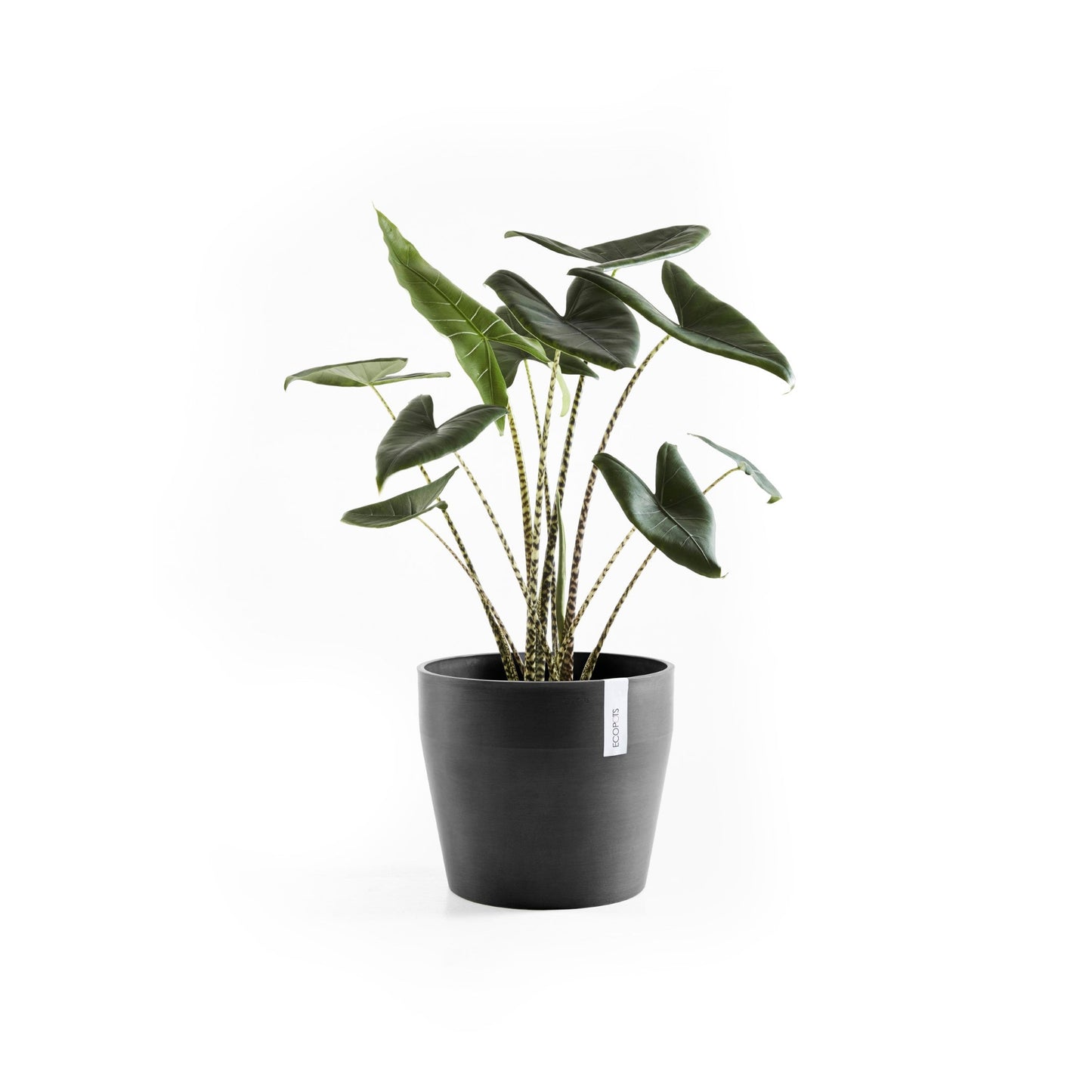 Kukkaruukku - Ecopots - Sankara 40cm tummanharmaa - Ecopotskauppa - Uuden aikakauden kukkaruukku
