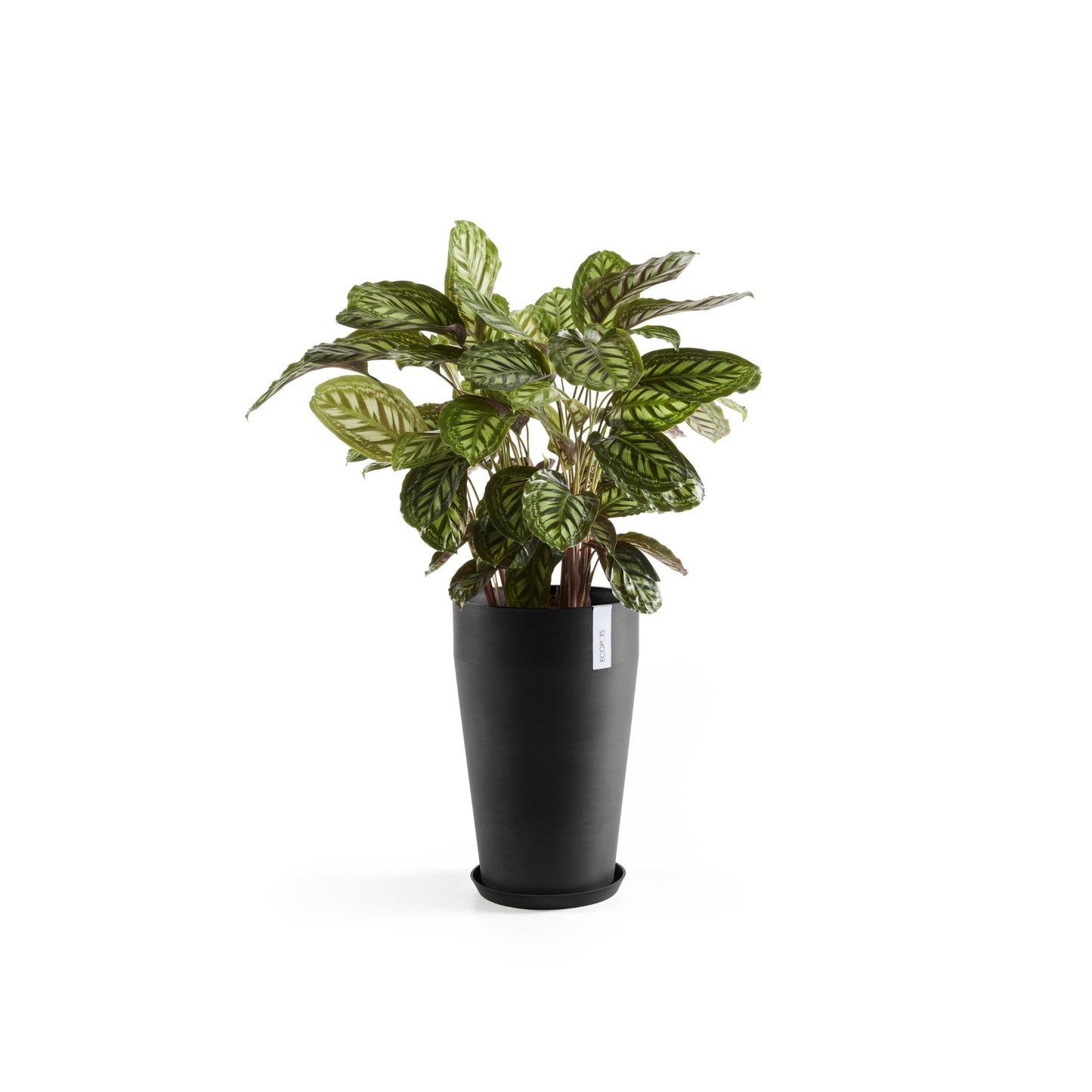 Kukkaruukku - Ecopots - Sankara keskikorkea 55cm tummanharmaa - Ecopotskauppa - Uuden aikakauden kukkaruukku