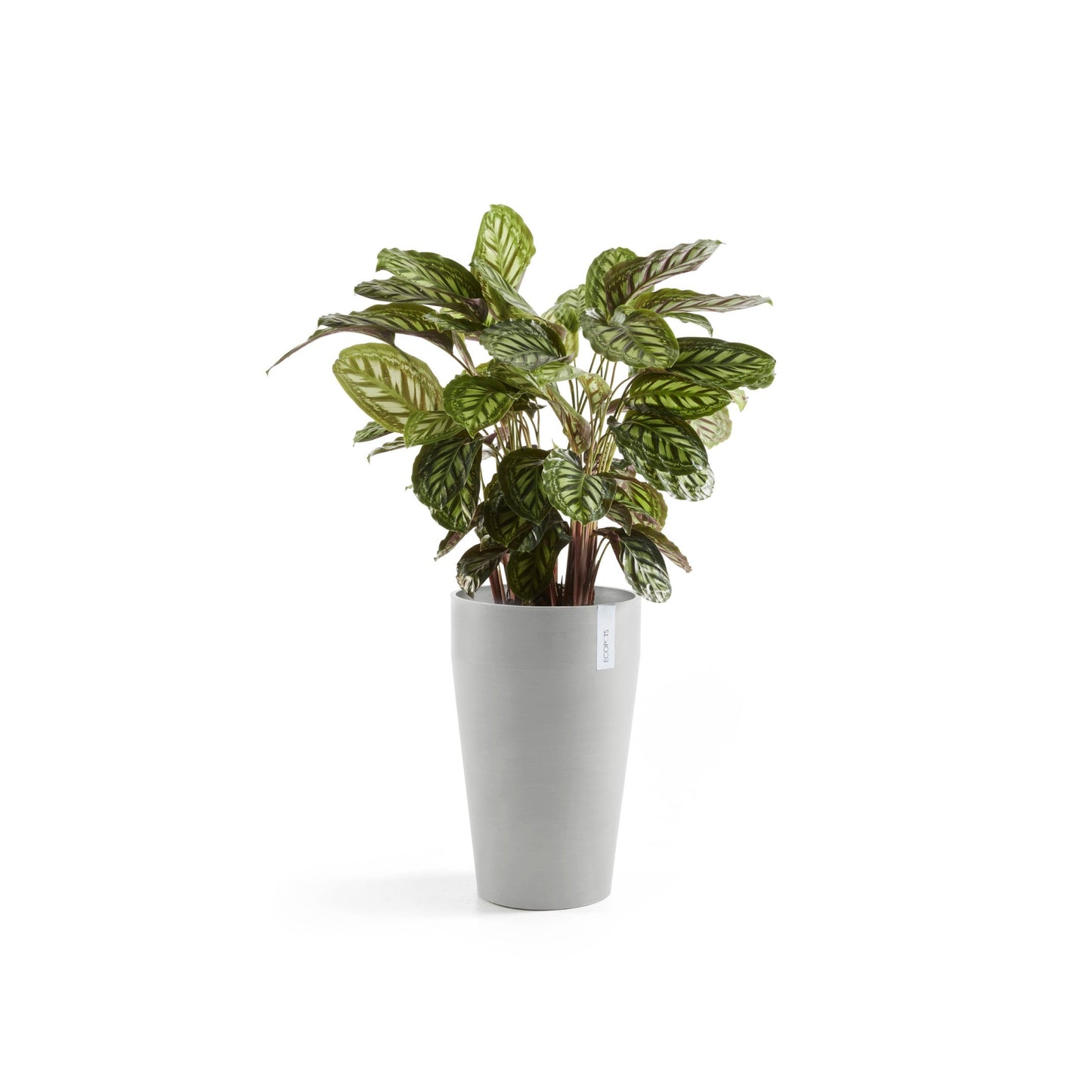Kukkaruukku - Ecopots - Sankara keskikorkea 55cm valkoharmaa - Ecopotskauppa - Uuden aikakauden kukkaruukku