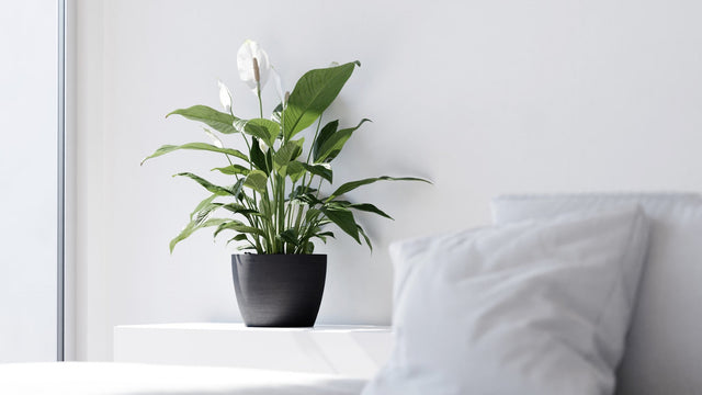Viherkasvi tummanharmaassa Ecopots Tukholma -ruukussa aluslautasella