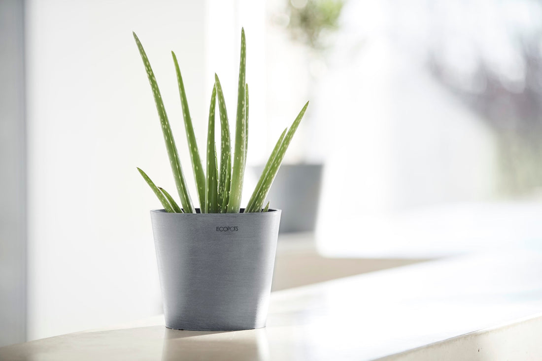 Pieniä Ecopots Amsterdam mini -ruukkuja sivupöydällä