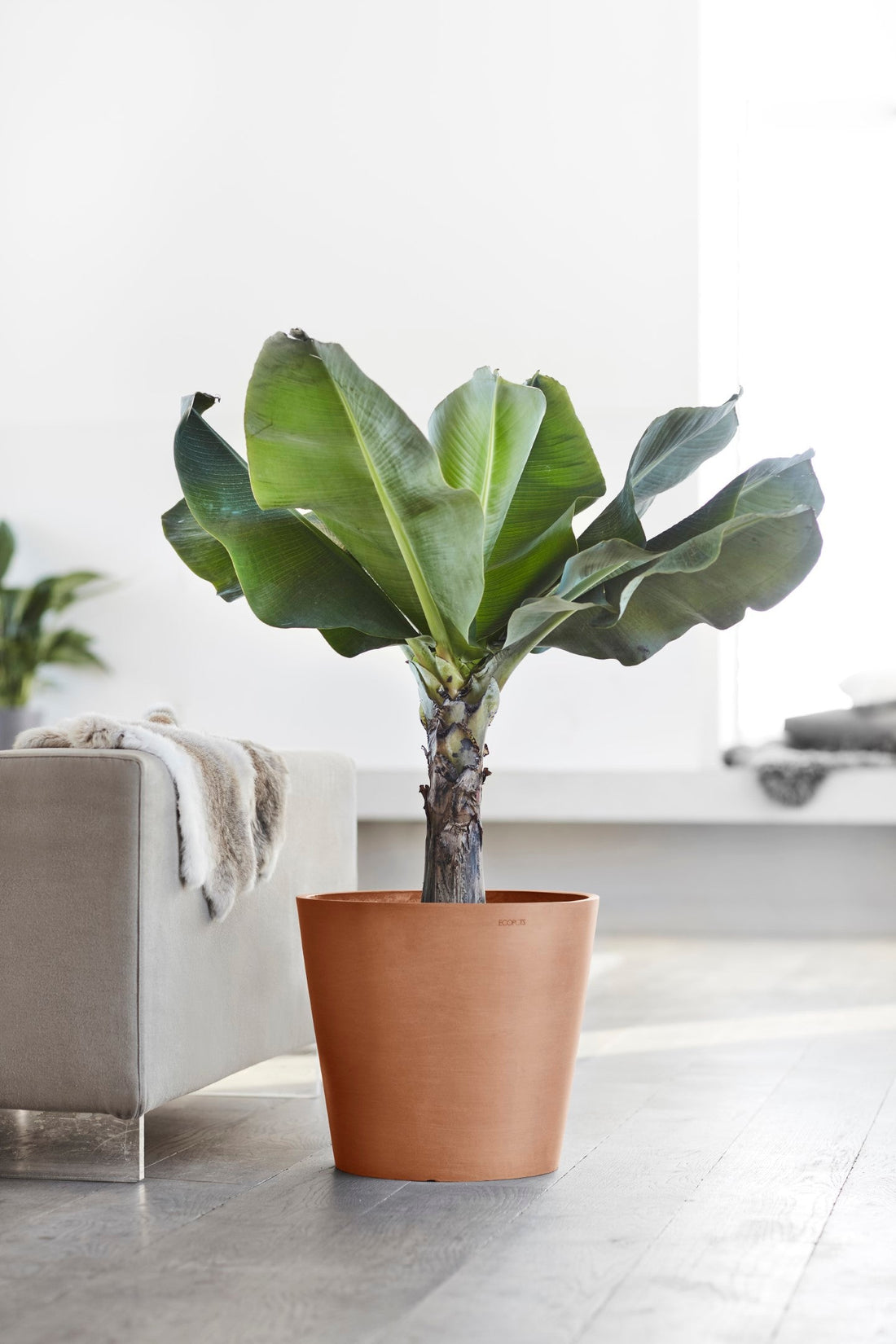 Iso terracottanvärinen Ecopots Amsterdam -ruukku olohuoneen lattialla