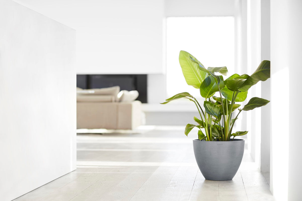 Viherkasvi Ecopots Antwerpen -ruukussa valoisassa huoneessa
