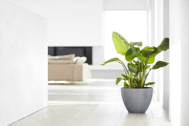Viherkasvi Ecopots Antwerpen -ruukussa valoisassa huoneessa