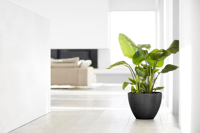 Viherkasveja Ecopots-ruukuissa olohuoneessa