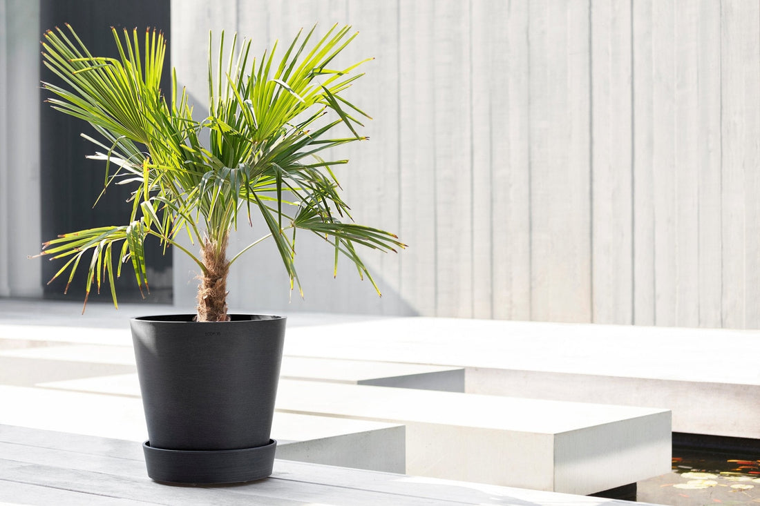 Palmu tummanharmaassa Ecopots-ruukussa pyörällisen aluslautasen päällä terassilla