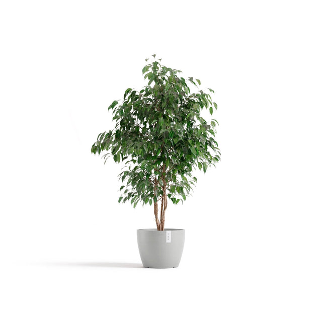Pelargonia Ecopots Tukholma -ruukussa