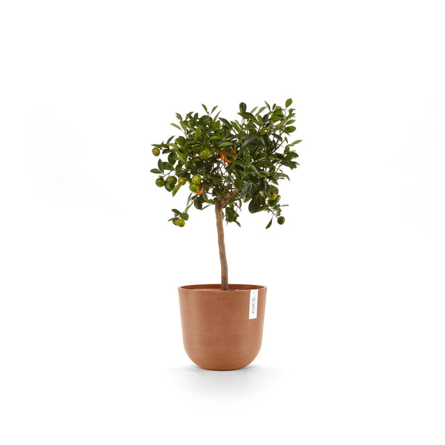 Kasvi Ecopots Oslo -ruukussa