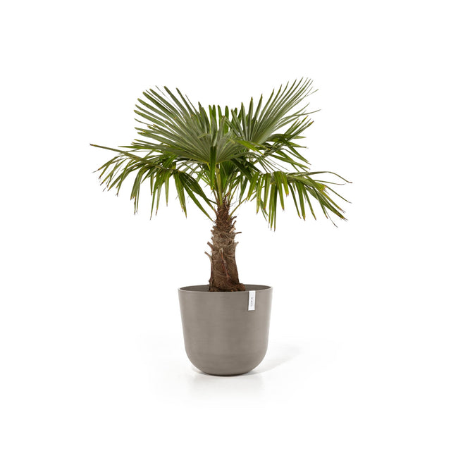 Oliivipuu Ecopots Oslo -ruukussa terassilla