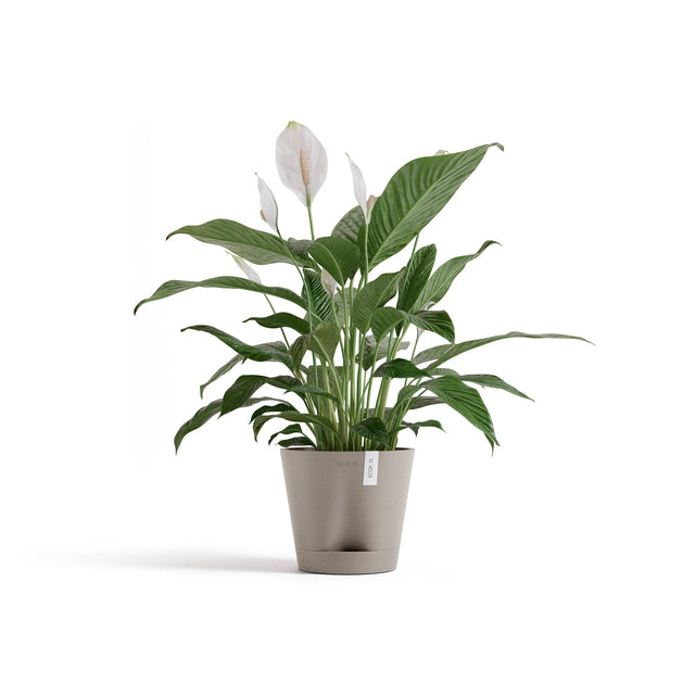Ecopots Venetsia 2.0 itsekasteleva ruukku