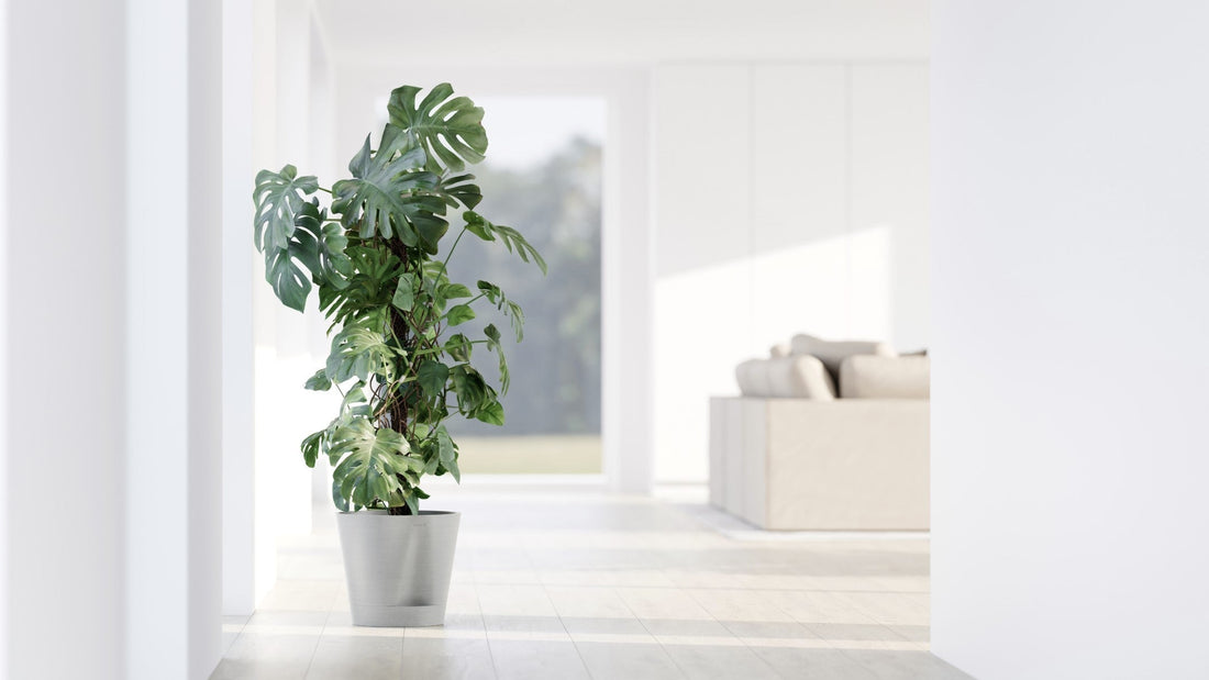 Peikonlehti itsekastelevassa Ecopots Venetsia 2.0 -ruukussa