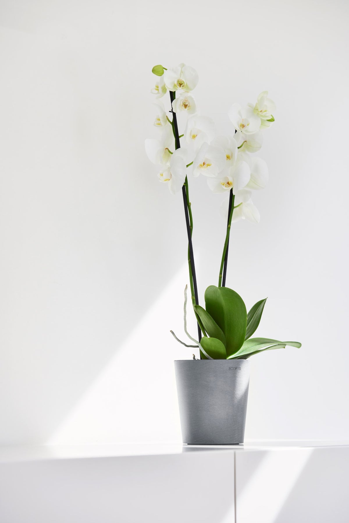 Kukkaruukku Morinda 17cm siniharmaa – tunnelmakuva
