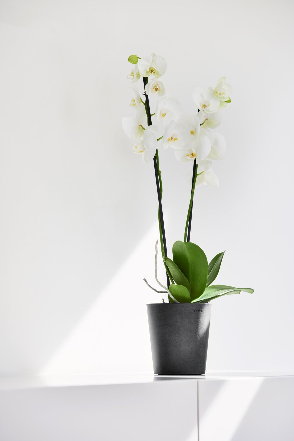 Kukkaruukku Morinda 11cm tummanharmaa – tunnelmakuva