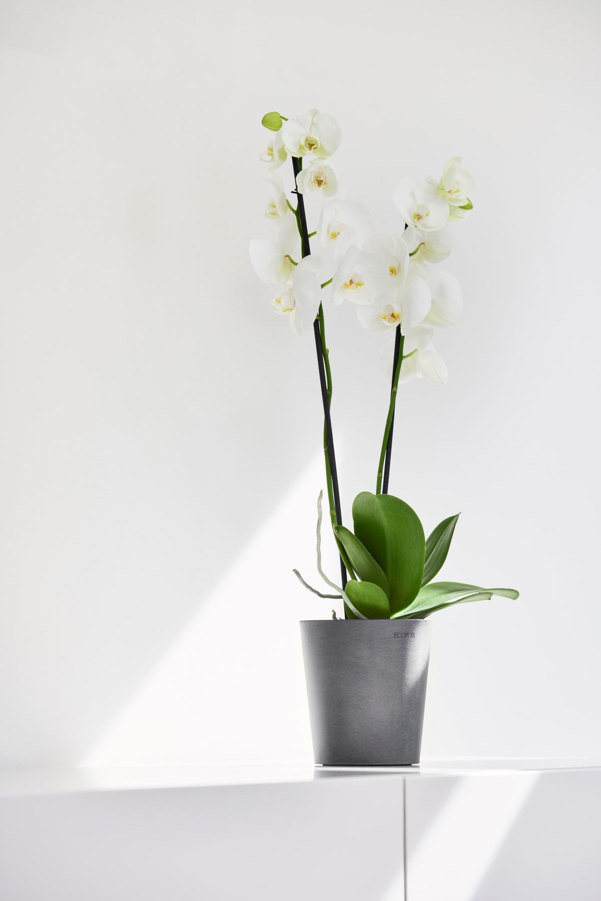 Kukkaruukku Morinda 11cm harmaa – tunnelmakuva