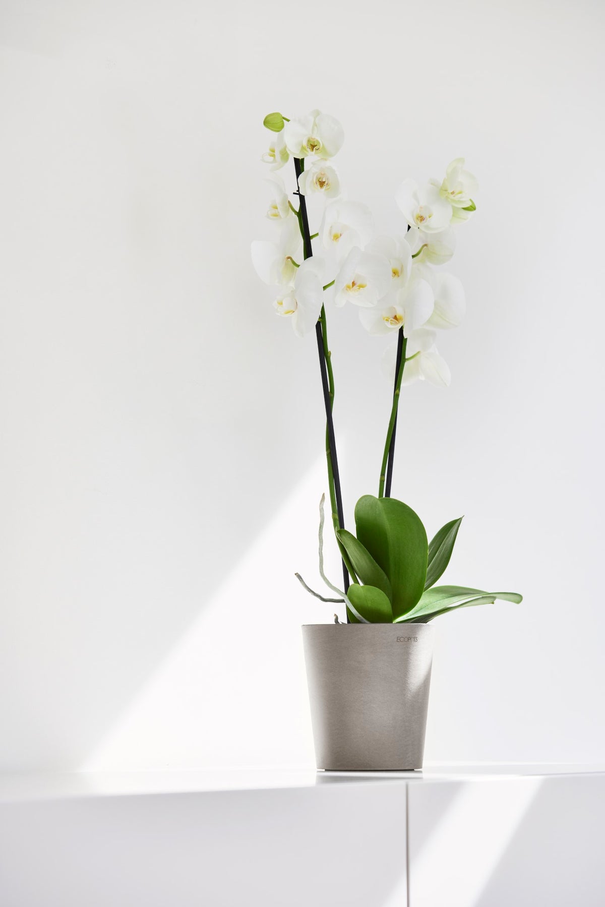 Kukkaruukku Morinda 11cm taupe – tunnelmakuva