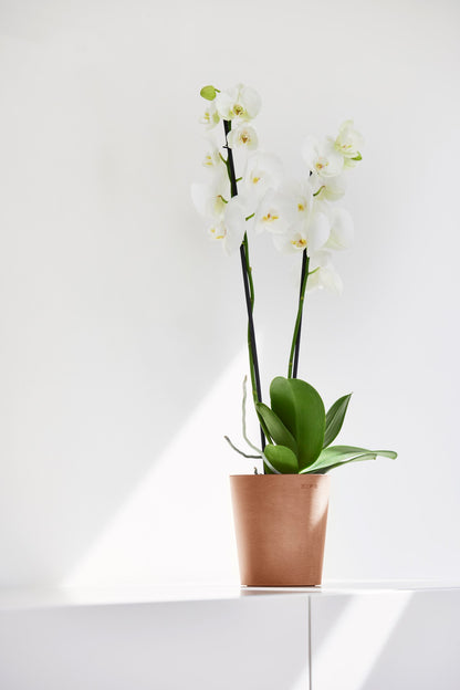 Kukkaruukku Morinda 17cm terracotta – tunnelmakuva