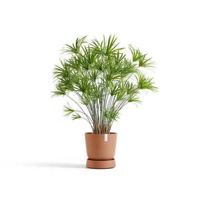 Kukkaruukku - Ecopots - Aluslautanen Oslo pyörillä 35cm terracotta - Ecopots - Uuden aikakauden kukkaruukku kierrätysmateriaalista
