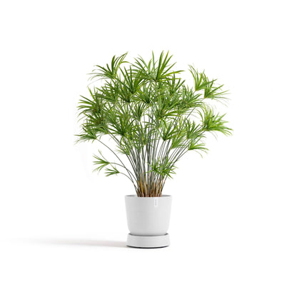 Kukkaruukku - Ecopots - Aluslautanen Oslo pyörillä 35cm valkoinen - Ecopots - Uuden aikakauden kukkaruukku kierrätysmateriaalista