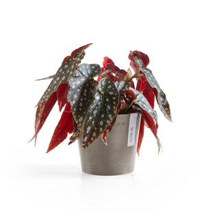 Lillepott Amsterdam 13cm taupe