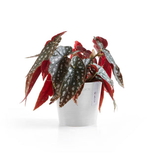 Lillepott Amsterdam 13cm valge
