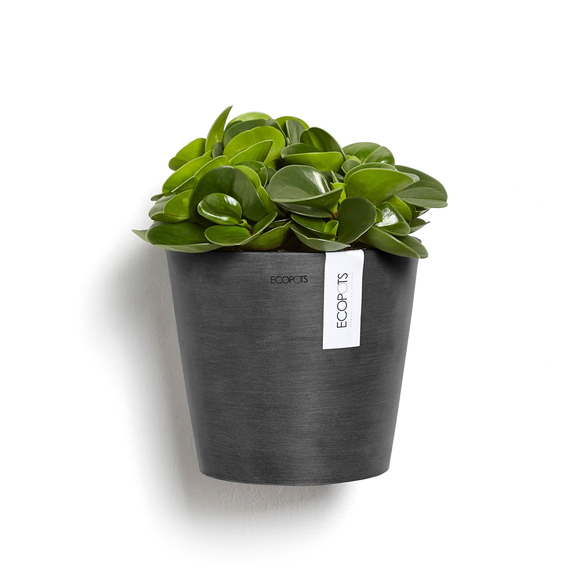 Kukkaruukku - Ecopots - Amsterdam 20cm seinäruukku tummanharmaa - Ecopotskauppa - Uuden aikakauden kukkaruukku