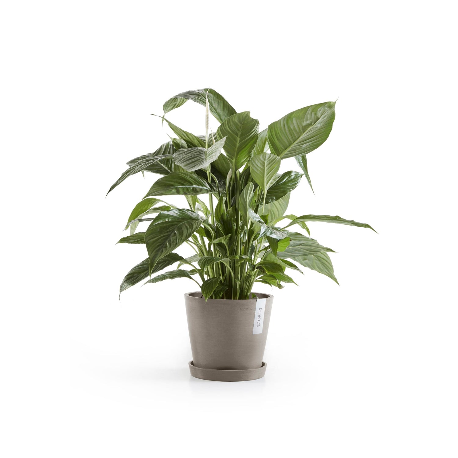 Kukkaruukku - Ecopots - Amsterdam 20cm taupe - Ecopotskauppa - Uuden aikakauden kukkaruukku
