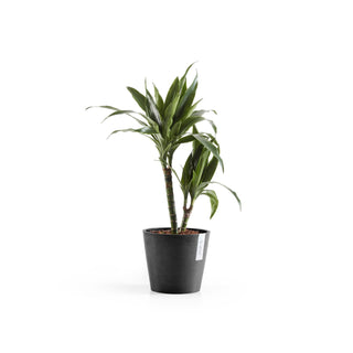 Lillepott Amsterdam 20cm tumehall