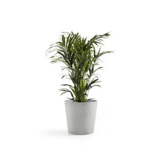 Kukkaruukku Amsterdam 50cm valkoharmaa