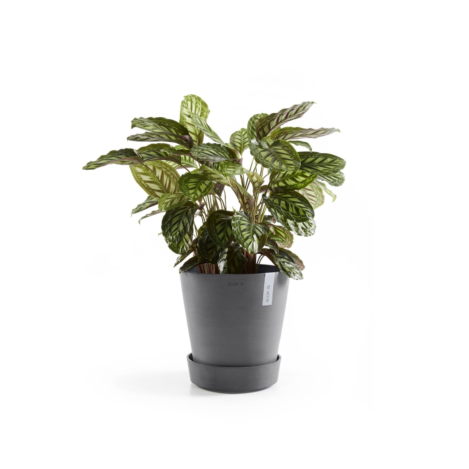 Kukkaruukku - Ecopots - Amsterdam aluslautanen pyörillä 50cm harmaa - Ecopotskauppa - Uuden aikakauden kukkaruukku
