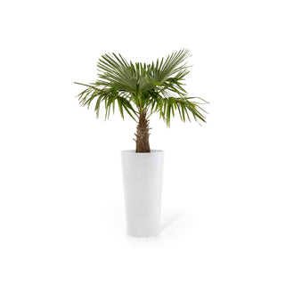 Amsterdam korkea 76cm valkoinen