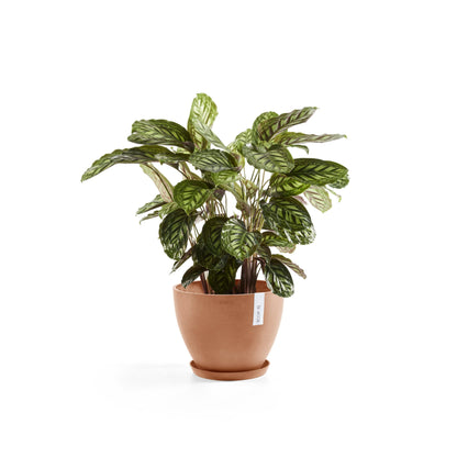 Kukkaruukku - Ecopots - Antwerpen 40cm terracotta - Ecopotskauppa - Uuden aikakauden kukkaruukku