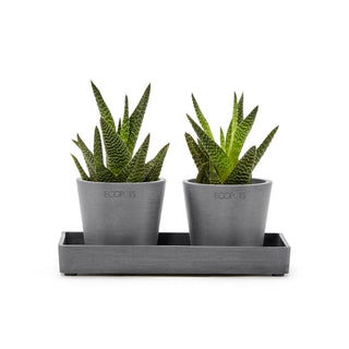 Kukkaruukku esillepanotarjotin 20cm harmaa