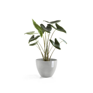 Lillepott Antwerpen 30cm valgehall