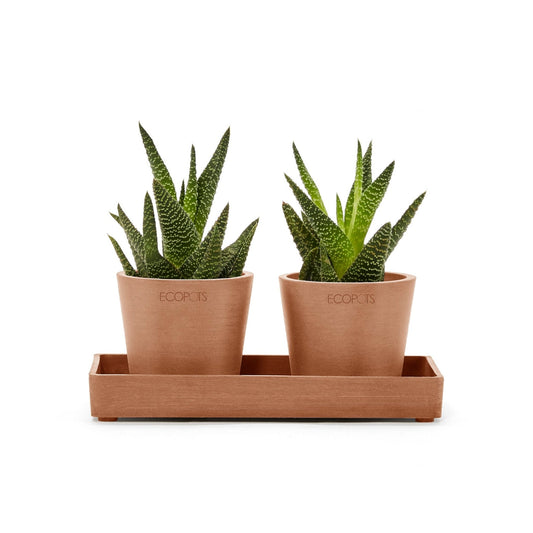 Kukkaruukku - Ecopots - Kukkaruukku esillepanotarjotin 20cm terracotta - Ecopots - Uuden aikakauden kukkaruukku kierrätysmateriaalista