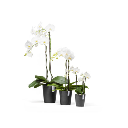 Kukkaruukku - Ecopots - Kukkaruukku Morinda 17cm tummanharmaa - Ecopots - Uuden aikakauden kukkaruukku kierrätysmateriaalista