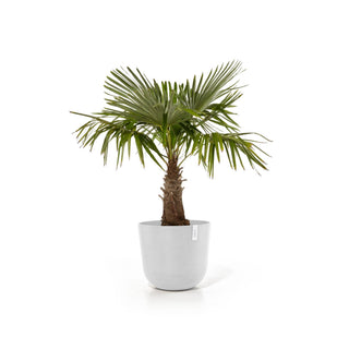 Kukkaruukku Oslo 55cm valkoinen