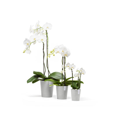 Kukkaruukku - Ecopots - Morinda 14cm valkoharmaa - Ecopotskauppa - Uuden aikakauden kukkaruukku