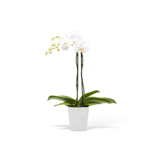Kukkaruukku - Ecopots - Morinda 14cm valkoinen - Ecopotskauppa - Uuden aikakauden kukkaruukku