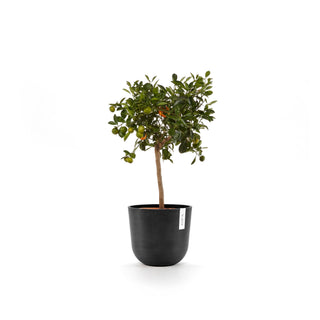 Lillepott Oslo 25cm tumehall