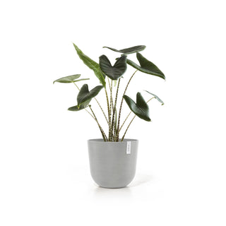 Kukkaruukku Oslo 45cm valkoharmaa