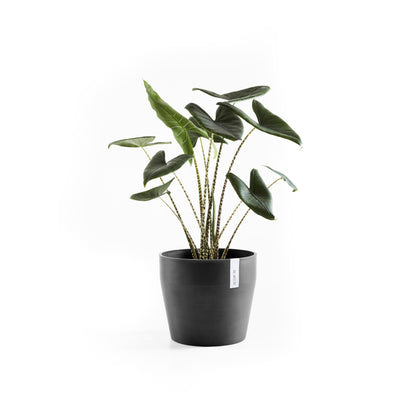 Kukkaruukku - Ecopots - Sankara 40cm tummanharmaa - Ecopotskauppa - Uuden aikakauden kukkaruukku