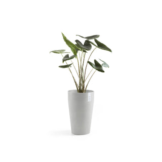 Lillepott Sankara keskmise kõrgusega 55cm valgehall