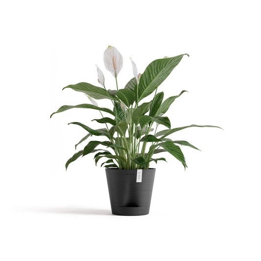 Kukkaruukku - Ecopots - Venetsia 2.0 20cm tummanharmaa - Ecopotskauppa - Uuden aikakauden kukkaruukku